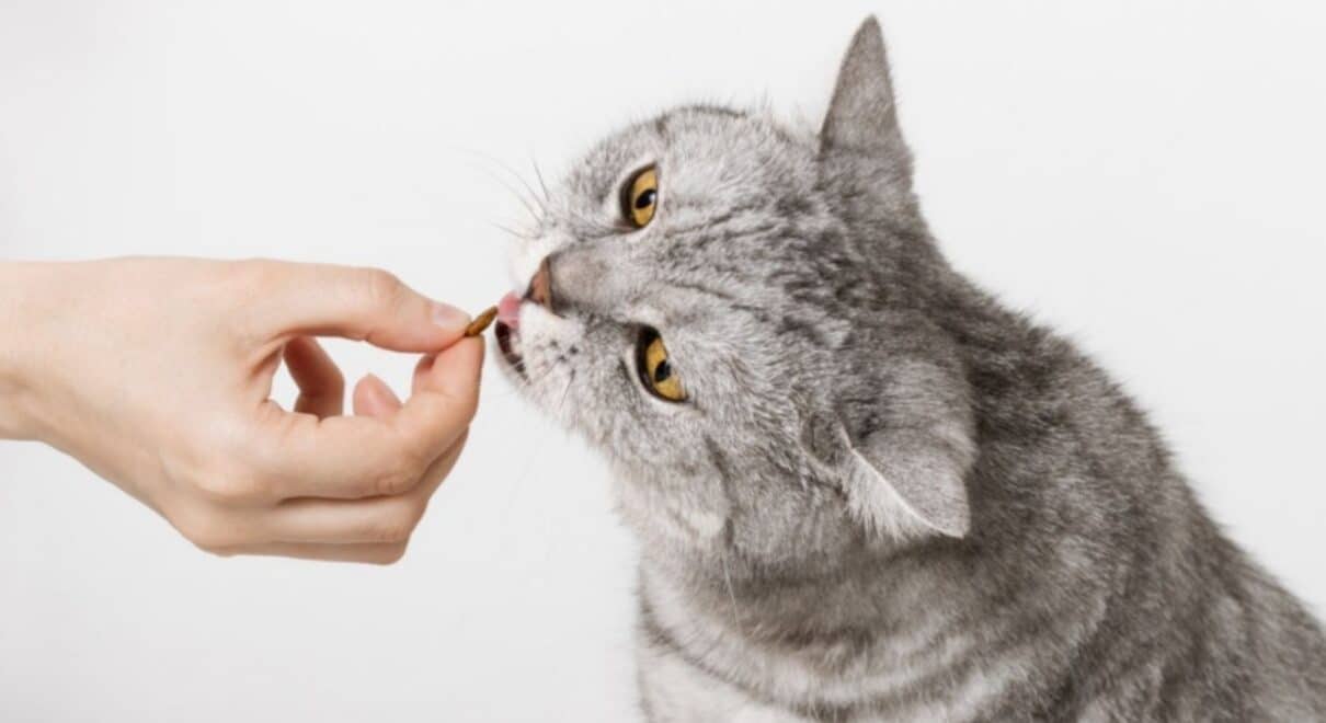 kedi vitamini