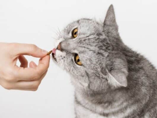 kedi vitamini
