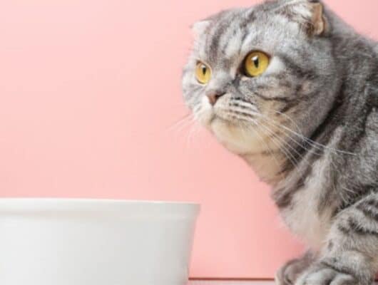 evde kedi maması yapımı