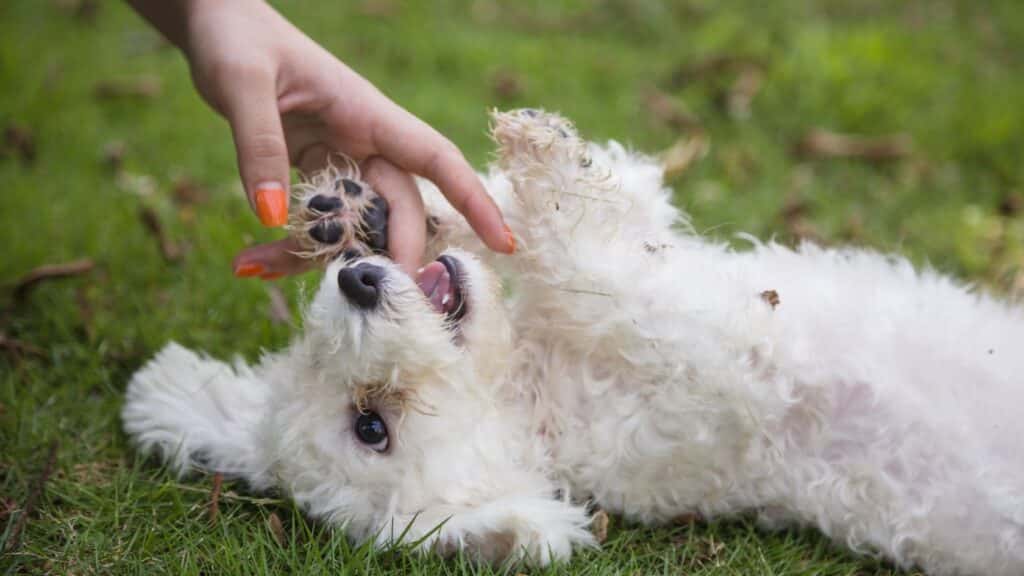 süs köpeği cinslerinden Bichon Frise