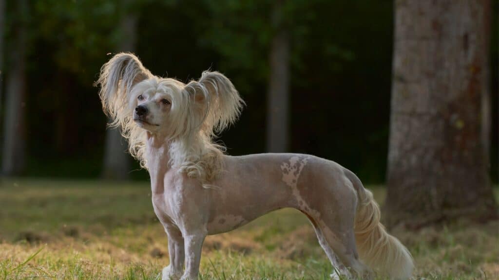 tüysüz köpek