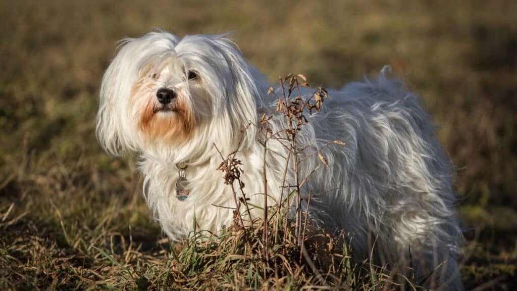 süs köpeği cinslerinden havanese