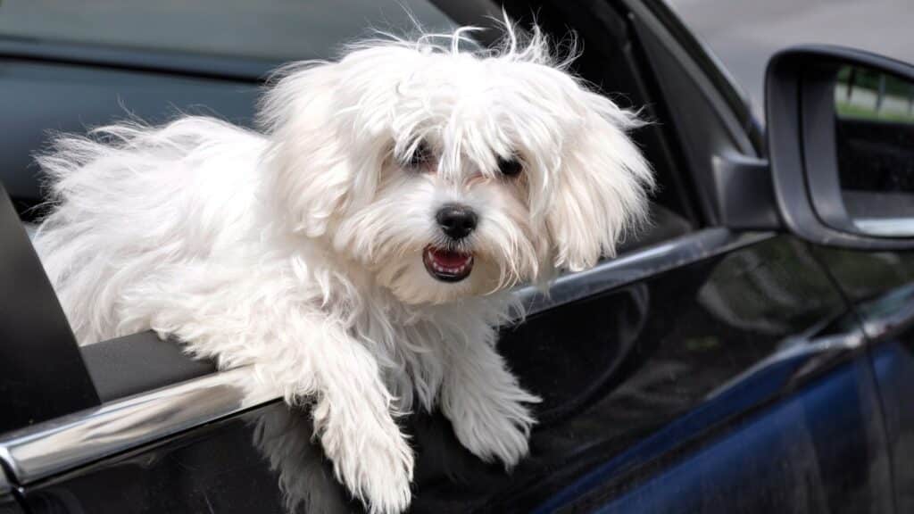 süs köpeği cinslerinden  maltese