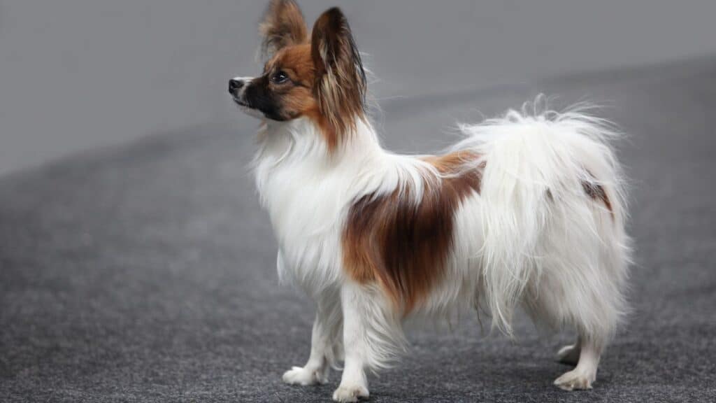 süs köpeği cinslerinden papillon