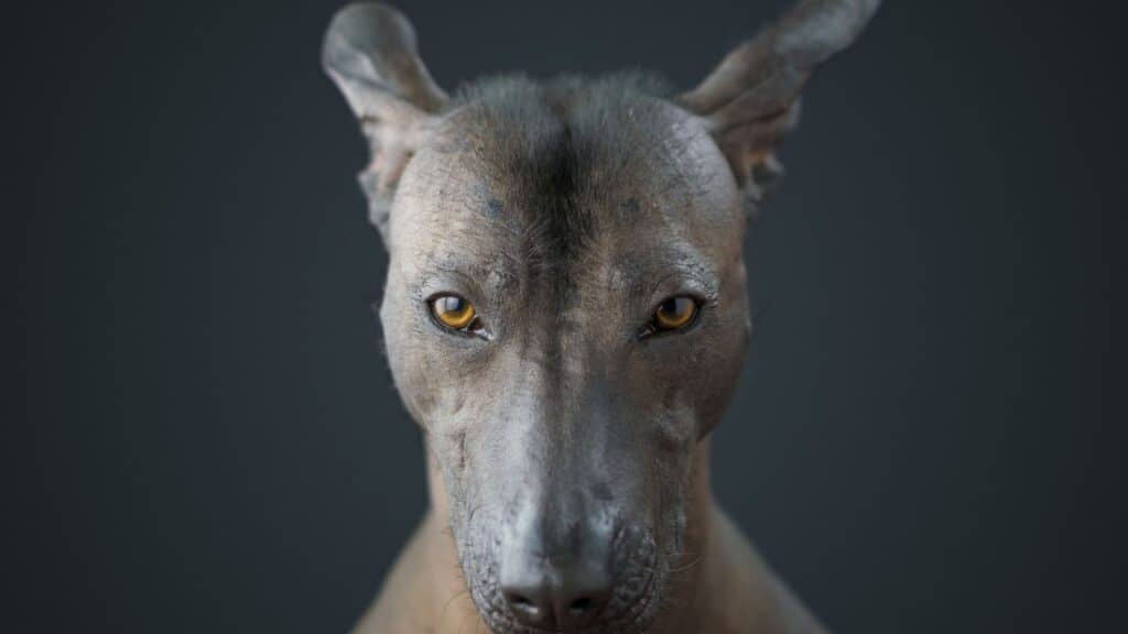 tüysüz köpek