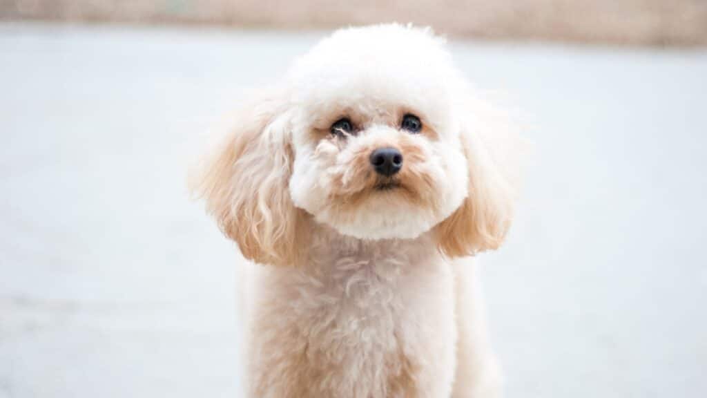 süs köpeği cinslerinden toy poodle