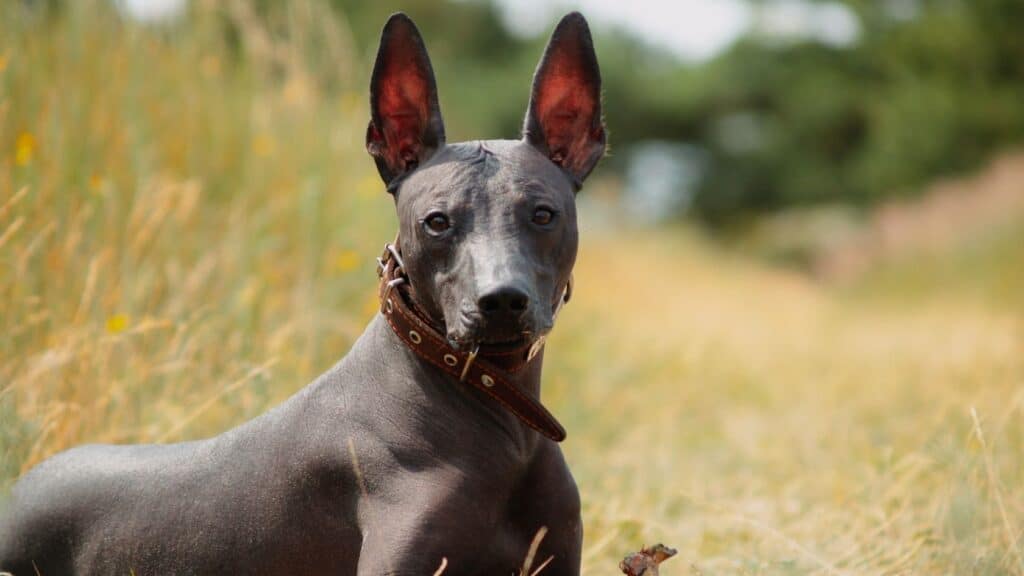 tüysüz köpek