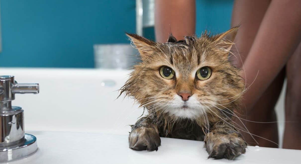 kedi yıkama nasıl olmalı