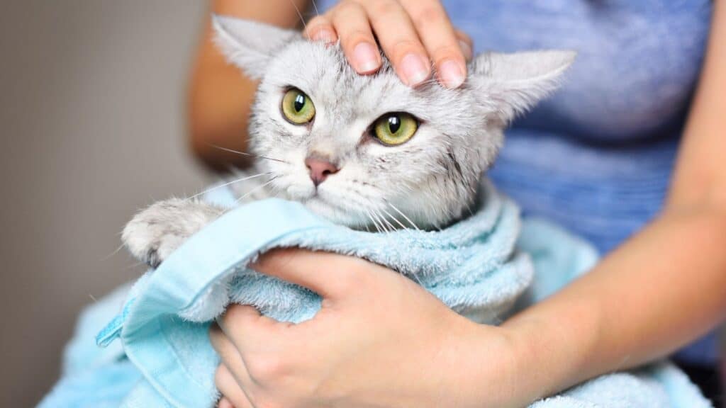kedi yıkamada durulama