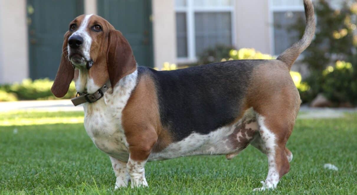 basset hound