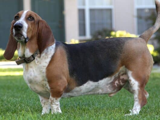 basset hound