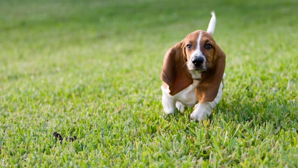 basset hound özellikleri