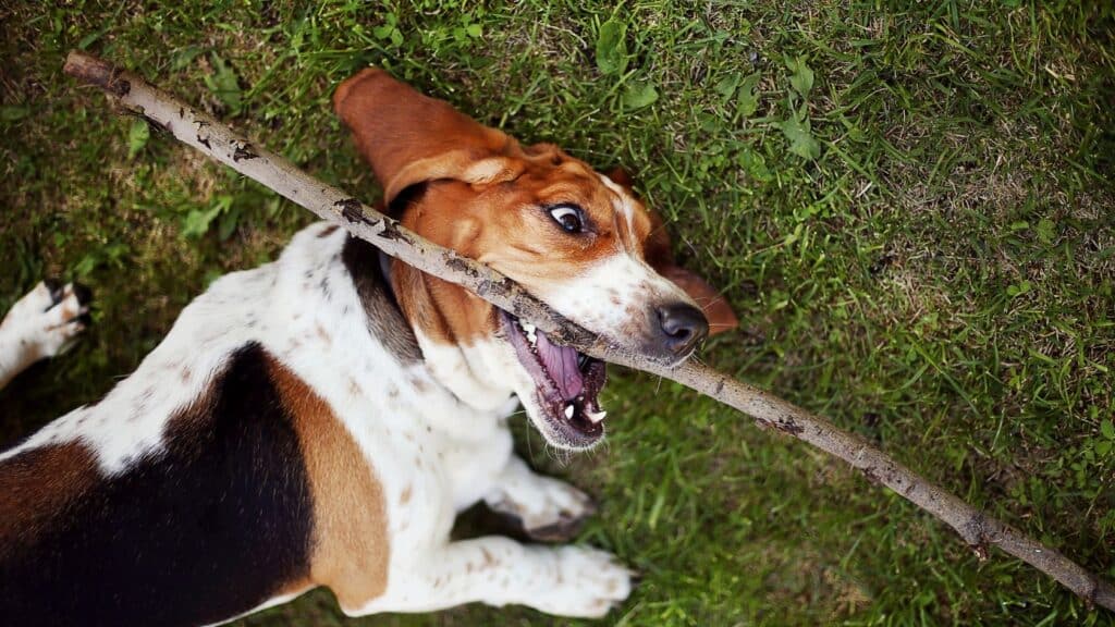 basset hound eğtimi