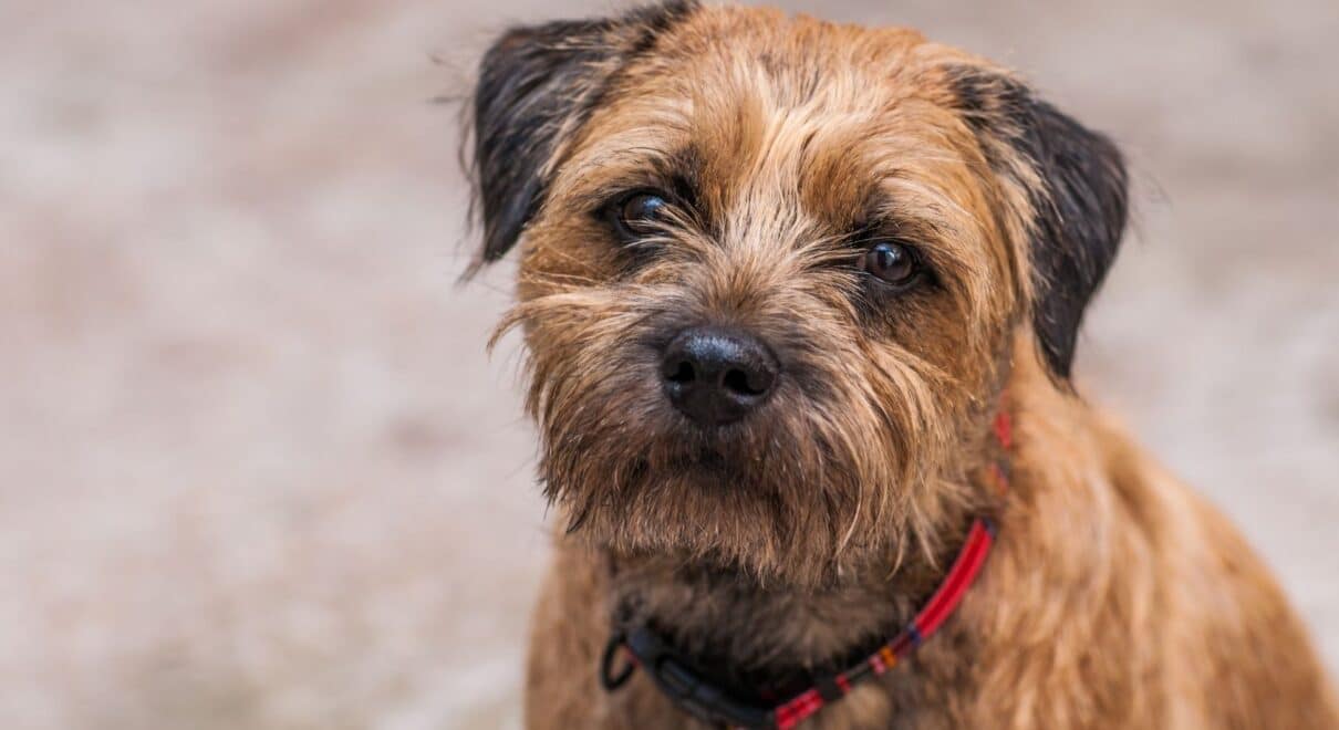 border terrier