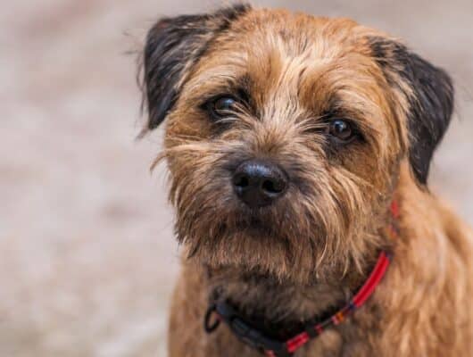 border terrier