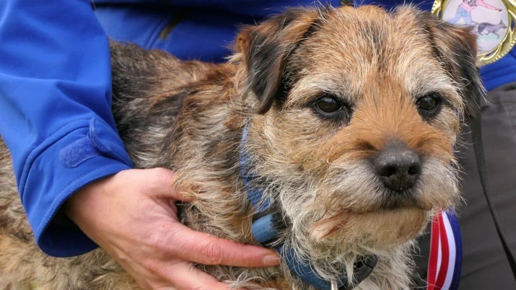 border terrier avlanma içgüdüsü
