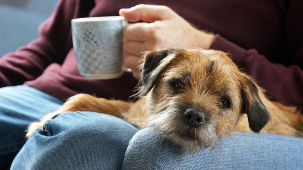 border terrier bakımı
