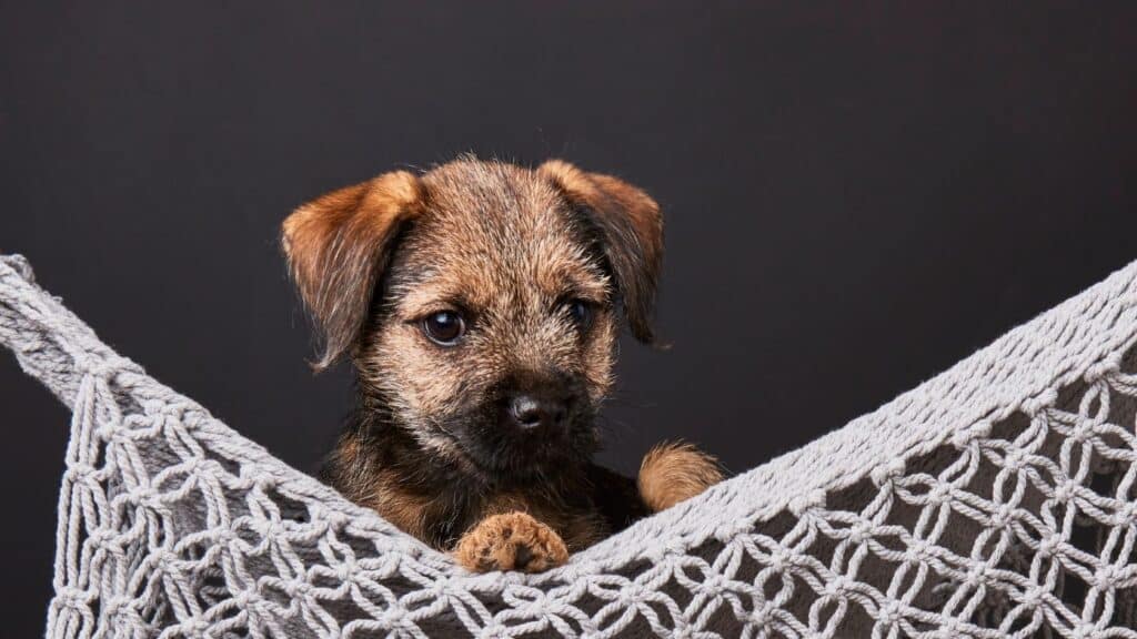 border terrier cinsi