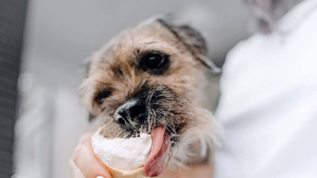 border terrier cinsini beslenmesi