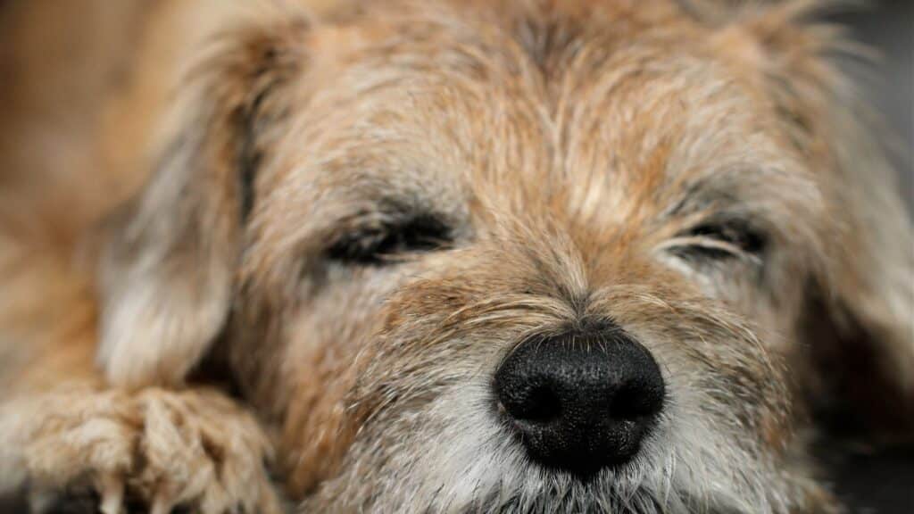 border terrier hastalıkları