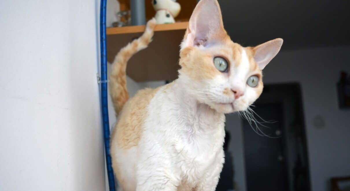 devon rex
