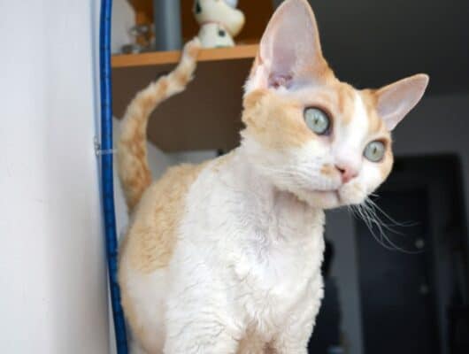 devon rex