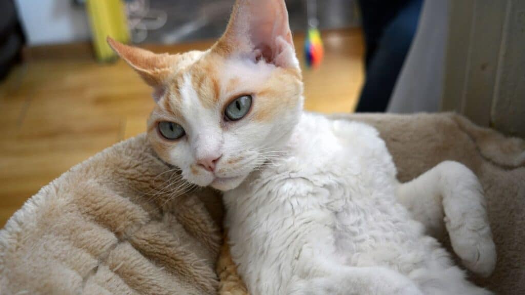 devon rex bakımı
