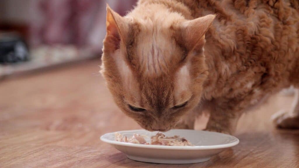 devon rex beslenme düzeni