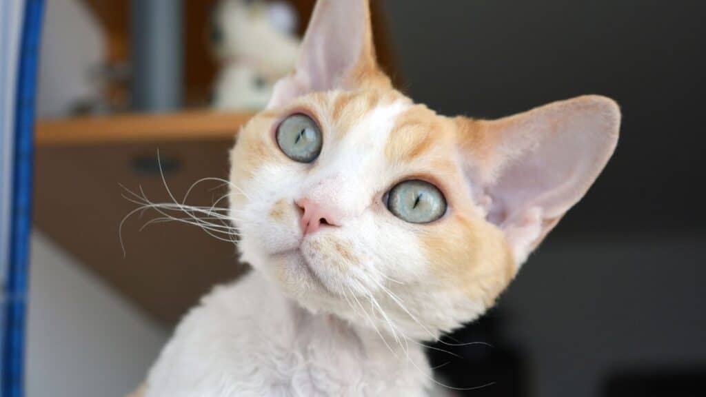 devon rex kedi ırkının özellikleri
