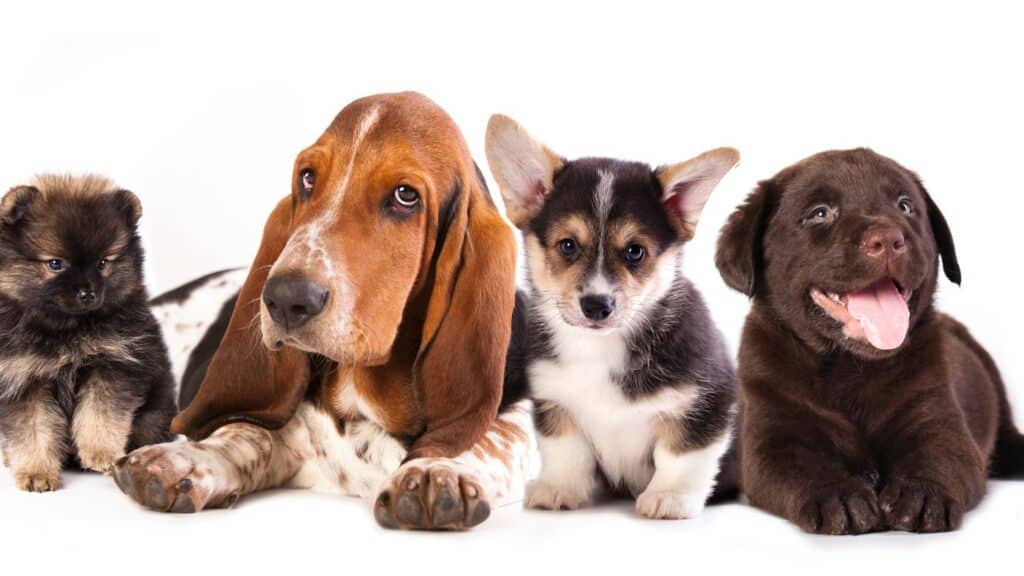 yavru köpek eğitimi