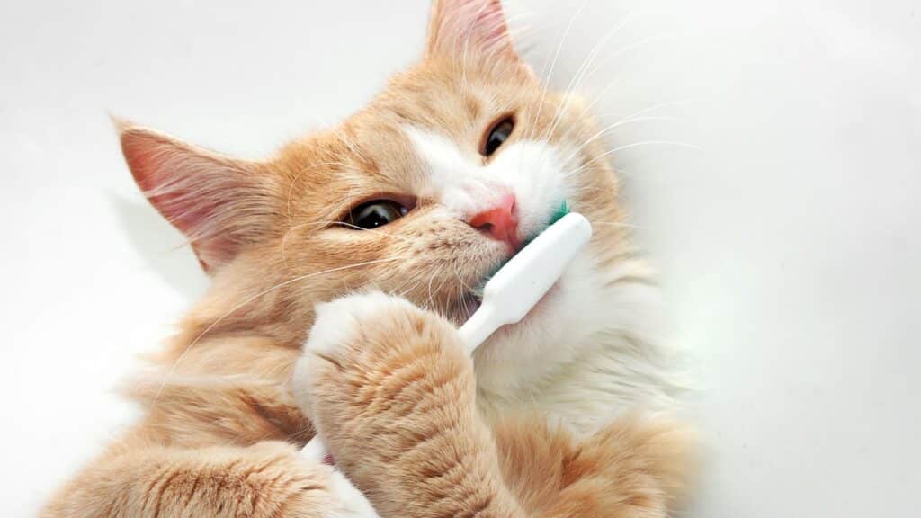 kedi check up