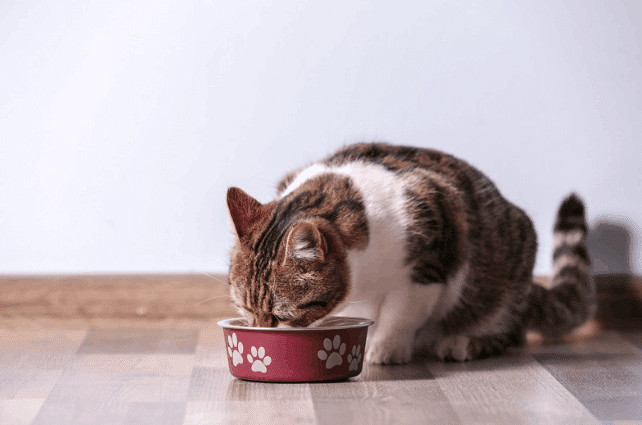 evde kedi maması yapımı
