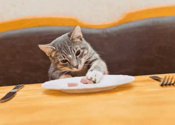 evde kedi maması yapımı