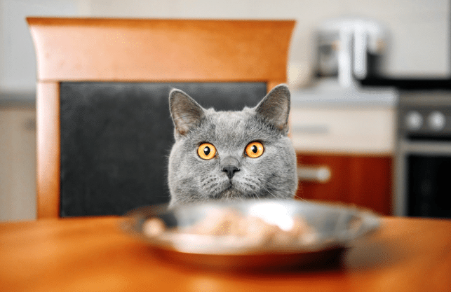 evde kedi maması yapımı