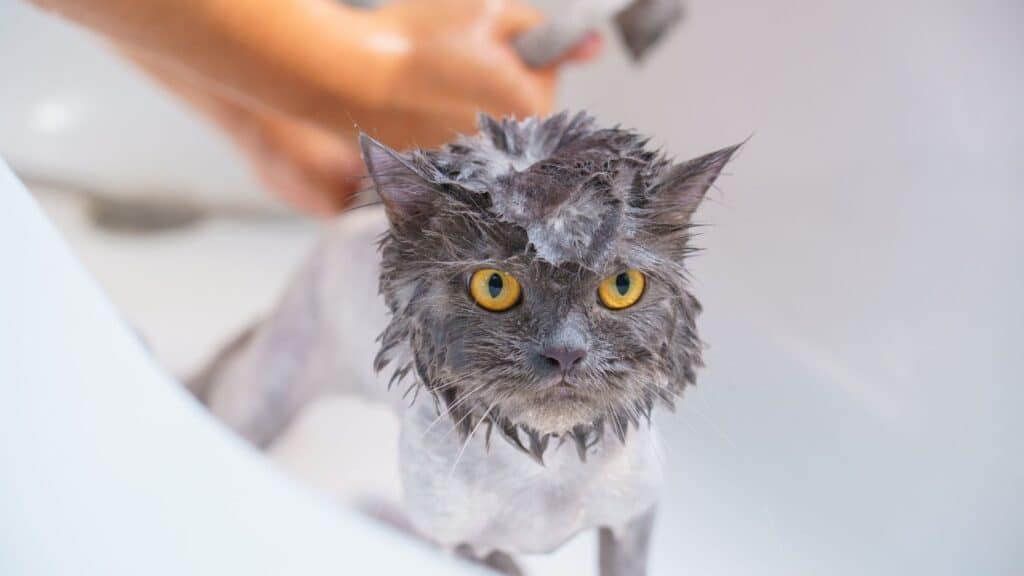 kedi yıkamada dikkat edilmesi gerekenler