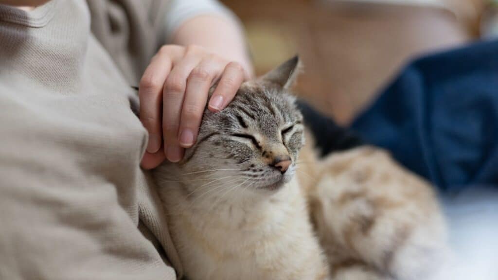 kedi yıkama sonrası