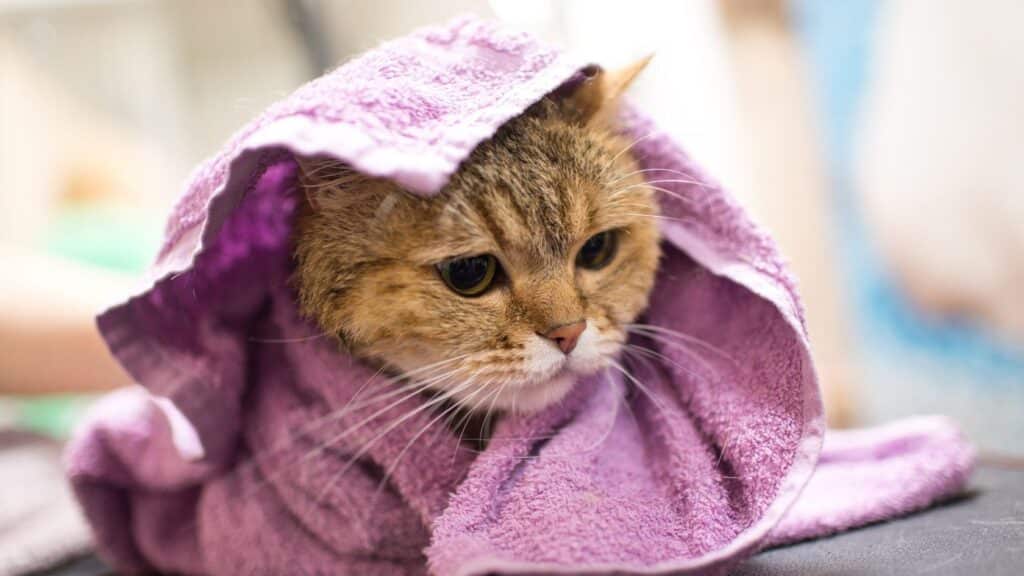 kedi yıkamada durulama