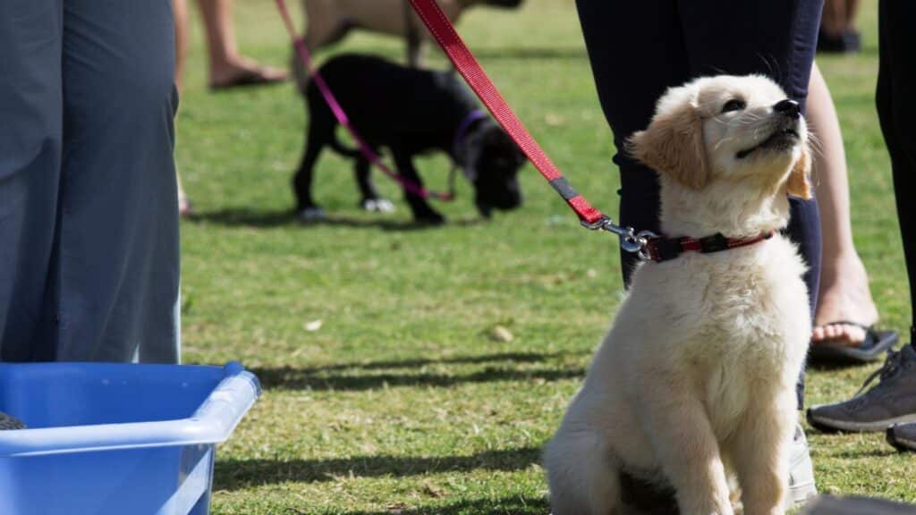 yavru köpek eğitimi