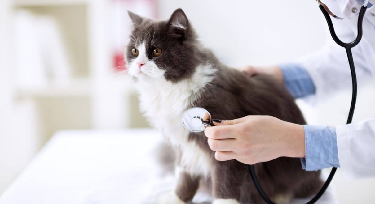kedi check up