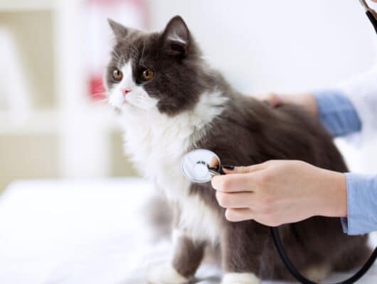 kedi check up