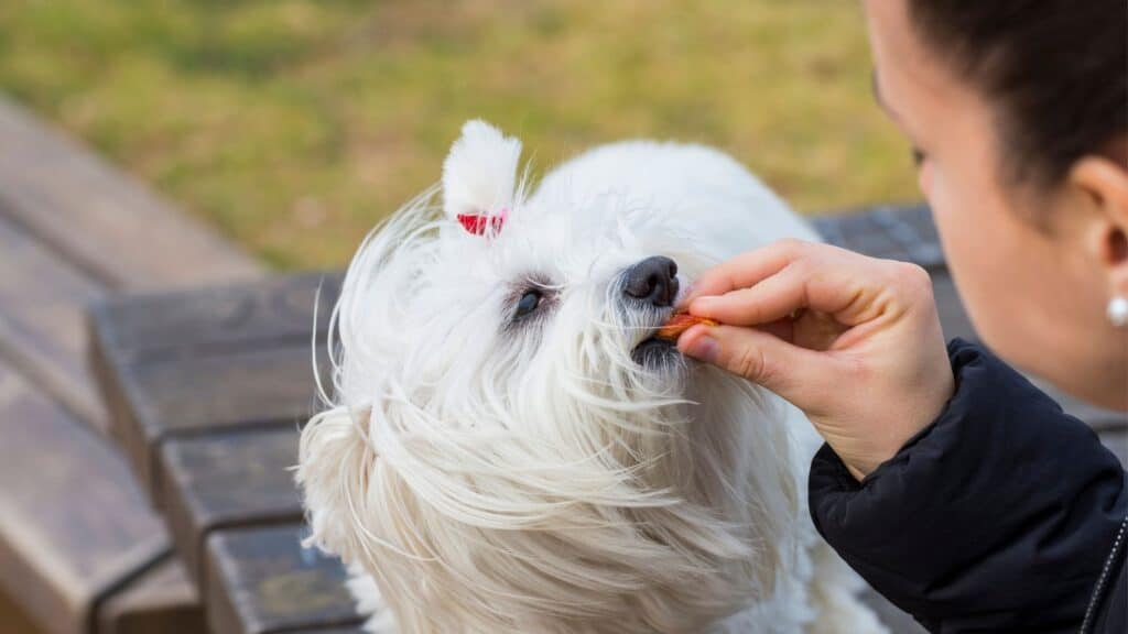 yavru köpek eğitimi