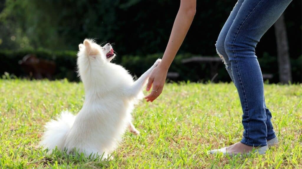 yavru köpek eğitimi