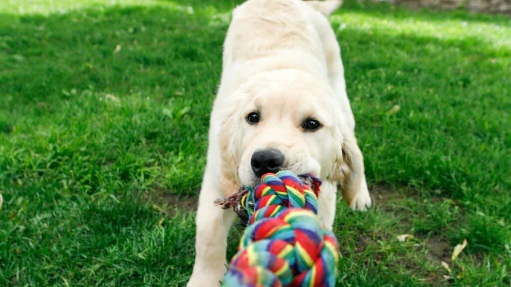 yavru köpek eğitimi