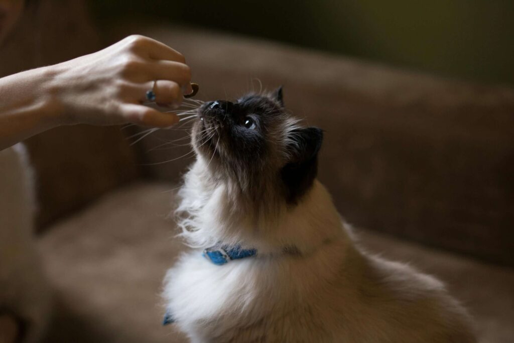 kedi vitamini