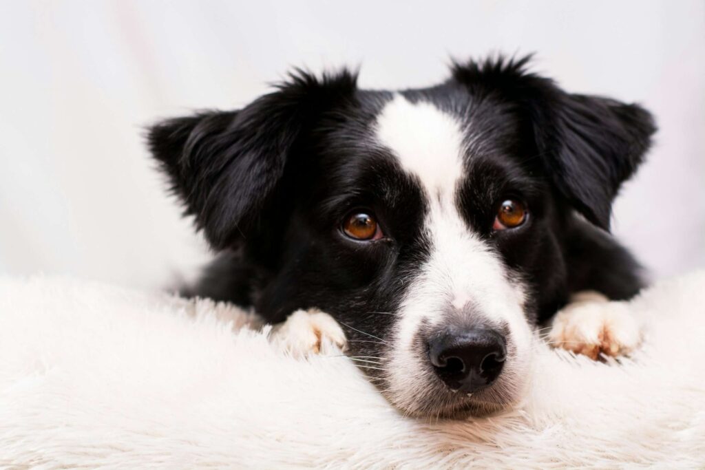köpeklerde ağız kokusu