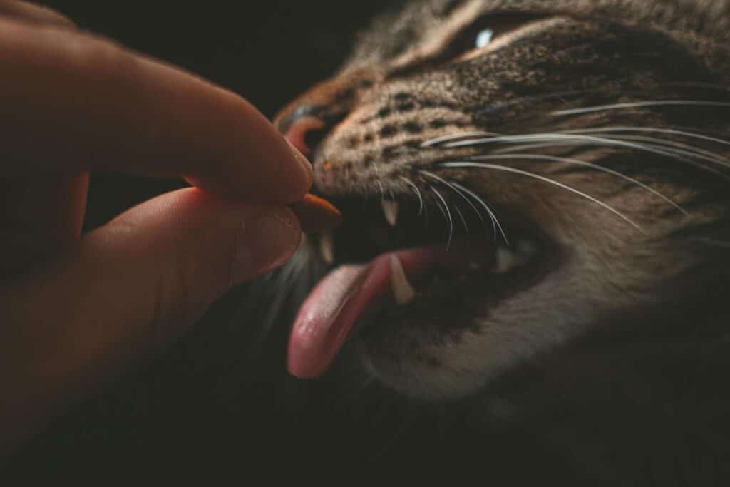 kedi vitamini
