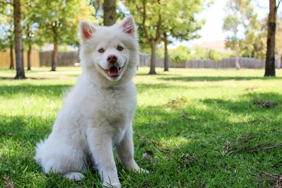 köpeklerde ağız kokusu