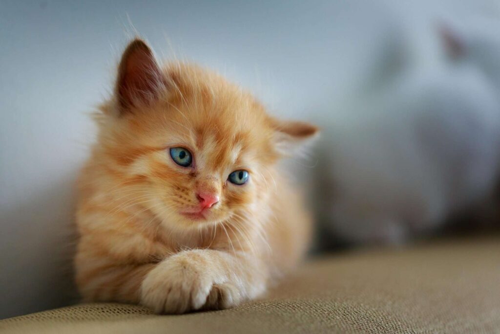 kedi vitamini