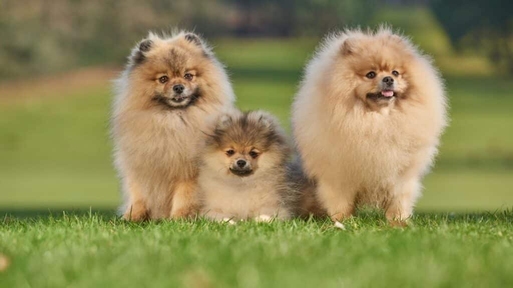 süs köpeği cinslerinden pomeranianlar