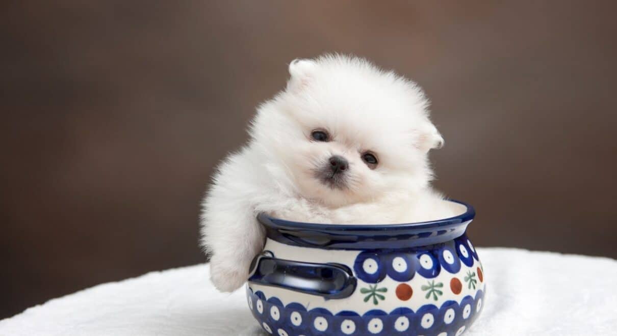 süs köpeği cinsleri